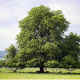 The American Chestnut: A Legacy Lost and a Future Reimagined